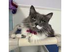 Adopt Chassy a Domestic Medium Hair