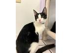 Adopt Cinco a Domestic Short Hair