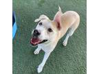 Adopt Pandora a Labrador Retriever, Mixed Breed