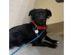 Adopt Anabelle a Papillon, Mixed Breed