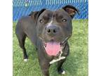 Adopt Eboni a Pit Bull Terrier
