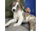 Adopt ARCADIA a Australian Kelpie