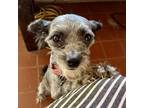 Adopt CHARLOTTE a Poodle