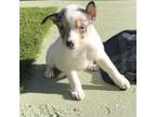 Adopt SHANGRI-LA a Australian Kelpie