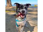 Adopt MAGGIE a Catahoula Leopard Dog