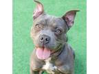 Adopt Marlo a Pit Bull Terrier