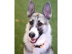 Adopt Flora a German Shepherd Dog, Siberian Husky