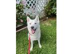 Adopt Lizzie a Siberian Husky