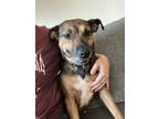 Adopt Marlene a Shepherd, American Staffordshire Terrier