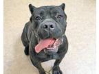 Adopt Pressure a Cane Corso