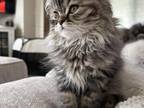 Male Brown Mackerel Tabby Doll Face Persian