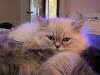 Male Blue Cream Point Doll Face Persian