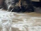 Female Tortoiseshell Persian