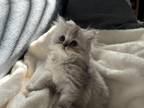 Persian Kittens