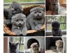 Beautiful Kittens
