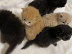 CFA Registered Persian Kittens