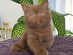 Sultan British Shorthair Male Cinnamon