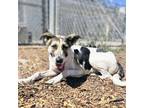 Adopt Cow a Shepherd