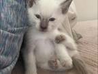 Purebred Siamese Kittens