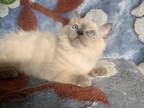 Purebred Ragdoll Female Kitten