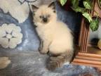 Purebred Ragdoll Kitten