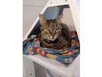 Adopt Muffin a Domestic Short Hair