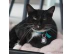 Adopt Ruby a Domestic Short Hair