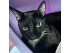 Adopt Delilah a Domestic Short Hair