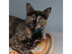 Adopt Flute a Domestic Short Hair