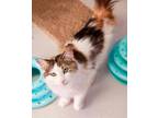 Adopt Noodle (FeLV) a Domestic Long Hair