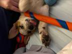 Adopt DIXIE a Shepherd
