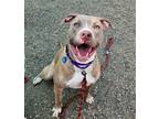 Adopt Stella a Pit Bull Terrier