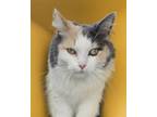 Adopt Nessie a Domestic Long Hair