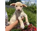 Adopt CT Yogurt a Labrador Retriever