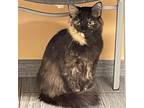 Adopt Priscilla a Domestic Short Hair