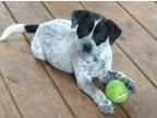 Adopt Lucky a Australian Cattle Dog / Blue Heeler