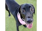 Adopt Tobie a Great Dane, Mixed Breed