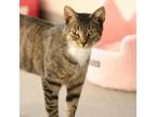 Adopt Calista a Domestic Short Hair
