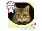 Adopt Pickles Noel a Domestic Short Hair