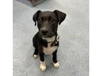 Adopt Sirius a Mixed Breed