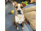 Adopt Cammie a Mixed Breed
