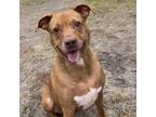 Adopt Tulip a Mixed Breed