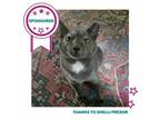 Adopt Claudine a Domestic Short Hair
