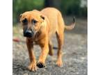 Adopt Mega a Mixed Breed