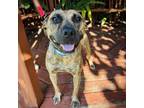 Adopt Bri a Mixed Breed