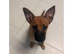 Adopt Anais a Mixed Breed