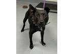 Adopt Toffee a Mixed Breed