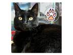 Adopt Clementine a Domestic Short Hair