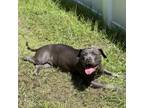 Adopt Cora a Mixed Breed