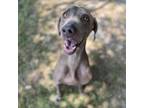 Adopt Winona a Weimaraner
